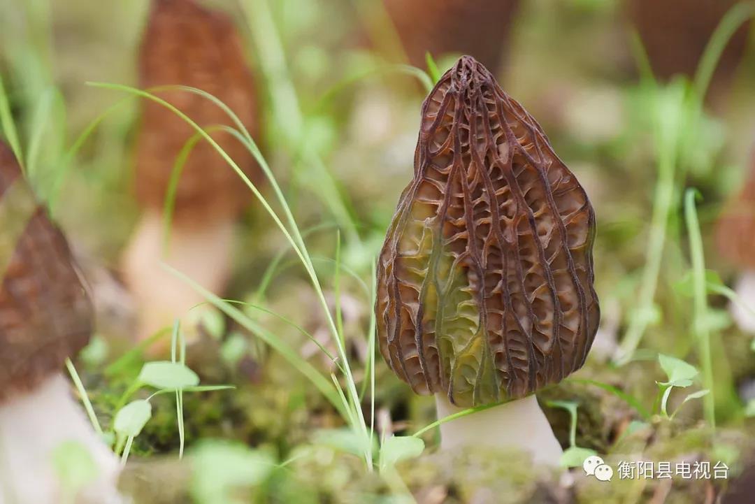 湖南金芙農(nóng)業(yè)科技有限公司,湖南蛹蟲(chóng)草,湖南羊肚菌,蛹蟲(chóng)草,羊肚菌,龍新,蟲(chóng)草酒哪里好,衡陽(yáng)食用菌,衡陽(yáng)羊肚菌,衡陽(yáng)蛹蟲(chóng)草 湖南金芙農(nóng)業(yè)科技有限公司,湖南蛹蟲(chóng)草,湖南羊肚菌,蛹蟲(chóng)草,羊肚菌,龍新,蟲(chóng)草酒哪里好,衡陽(yáng)食用菌,衡陽(yáng)羊肚菌,衡陽(yáng)蛹蟲(chóng)草