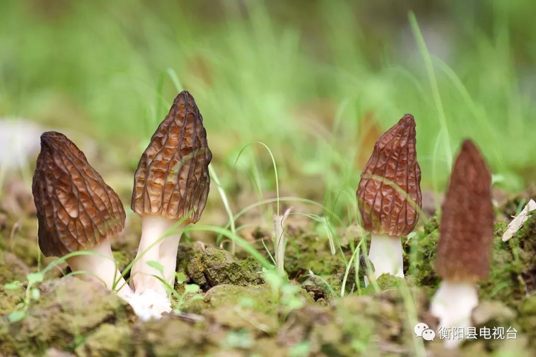 湖南金芙農(nóng)業(yè)科技有限公司,湖南蛹蟲(chóng)草,湖南羊肚菌,蛹蟲(chóng)草,羊肚菌,龍新,蟲(chóng)草酒哪里好,衡陽(yáng)食用菌,衡陽(yáng)羊肚菌,衡陽(yáng)蛹蟲(chóng)草 湖南金芙農(nóng)業(yè)科技有限公司,湖南蛹蟲(chóng)草,湖南羊肚菌,蛹蟲(chóng)草,羊肚菌,龍新,蟲(chóng)草酒哪里好,衡陽(yáng)食用菌,衡陽(yáng)羊肚菌,衡陽(yáng)蛹蟲(chóng)草