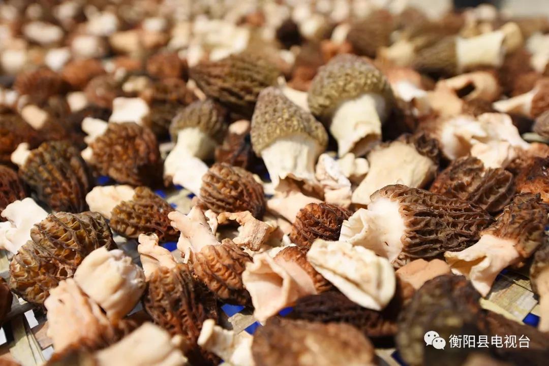 湖南金芙農(nóng)業(yè)科技有限公司,湖南蛹蟲(chóng)草,湖南羊肚菌,蛹蟲(chóng)草,羊肚菌,龍新,蟲(chóng)草酒哪里好,衡陽(yáng)食用菌,衡陽(yáng)羊肚菌,衡陽(yáng)蛹蟲(chóng)草 湖南金芙農(nóng)業(yè)科技有限公司,湖南蛹蟲(chóng)草,湖南羊肚菌,蛹蟲(chóng)草,羊肚菌,龍新,蟲(chóng)草酒哪里好,衡陽(yáng)食用菌,衡陽(yáng)羊肚菌,衡陽(yáng)蛹蟲(chóng)草