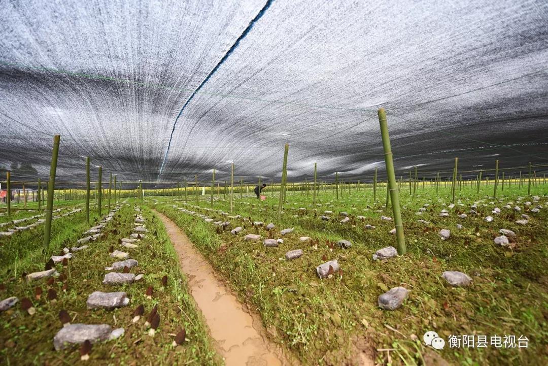 湖南金芙農(nóng)業(yè)科技有限公司,湖南蛹蟲(chóng)草,湖南羊肚菌,蛹蟲(chóng)草,羊肚菌,龍新,蟲(chóng)草酒哪里好,衡陽(yáng)食用菌,衡陽(yáng)羊肚菌,衡陽(yáng)蛹蟲(chóng)草 湖南金芙農(nóng)業(yè)科技有限公司,湖南蛹蟲(chóng)草,湖南羊肚菌,蛹蟲(chóng)草,羊肚菌,龍新,蟲(chóng)草酒哪里好,衡陽(yáng)食用菌,衡陽(yáng)羊肚菌,衡陽(yáng)蛹蟲(chóng)草